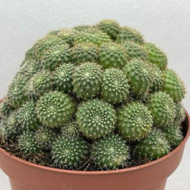 Rebutia perplexa